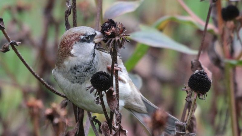 Science - Number of birds: 1.6 billion birds and only 3,000 kiwis - knowledge

