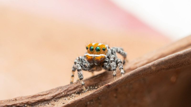 The newest peacock spider in Australia is called Nemo

