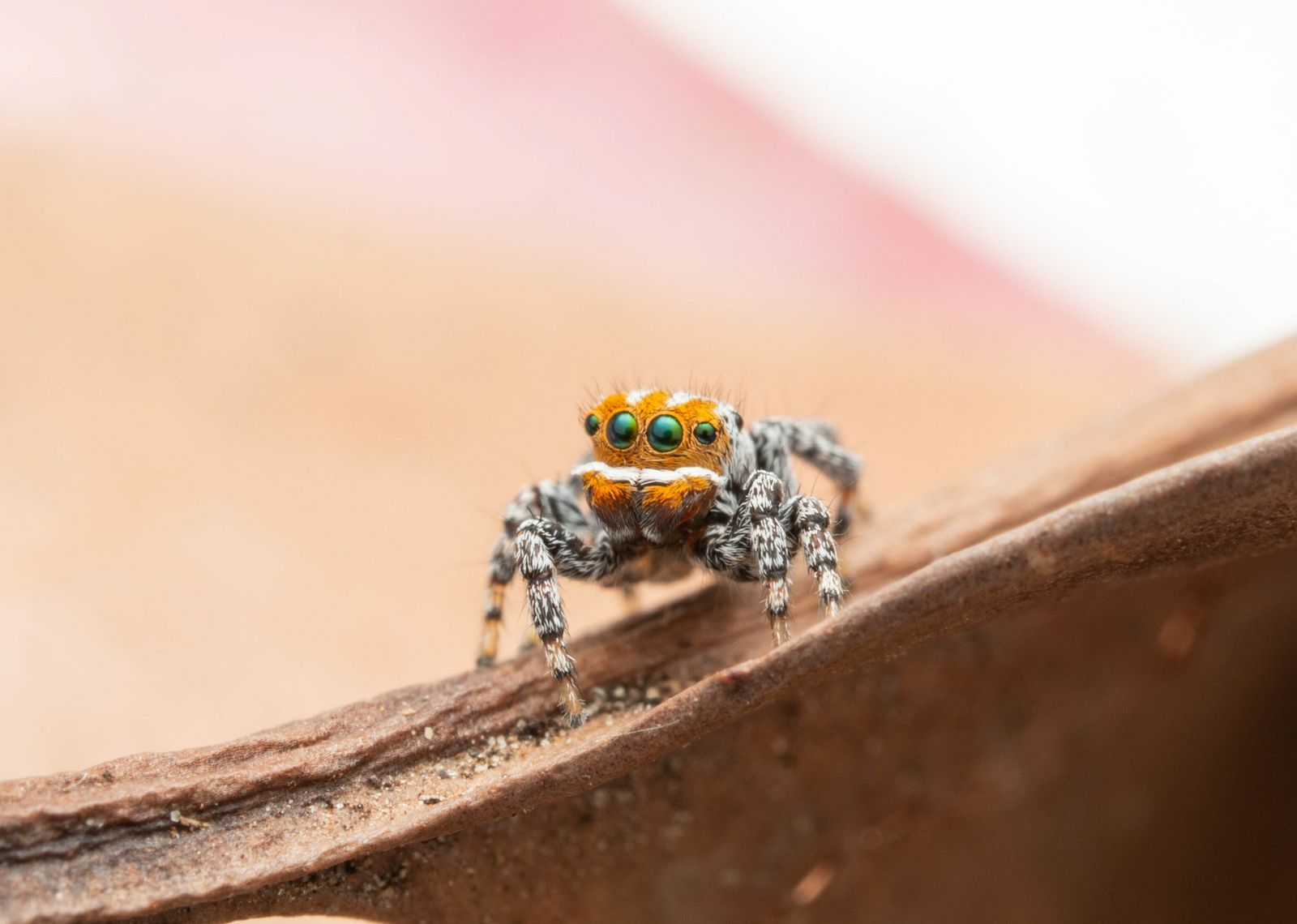 The newest peacock spider in Australia is called Nemo