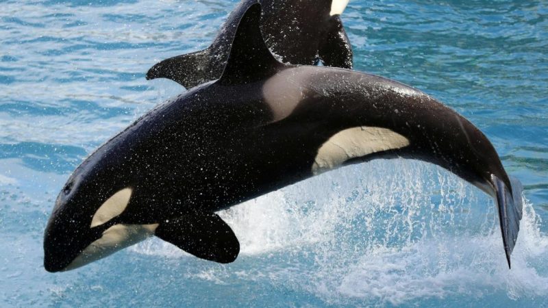 Two orcas spotted off the beaten track in southwest England

