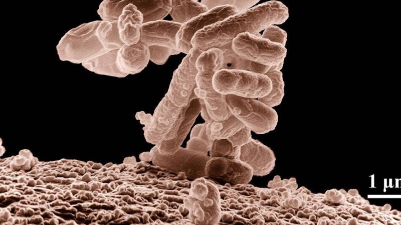 British researchers create artificial bacteria that fight viruses

