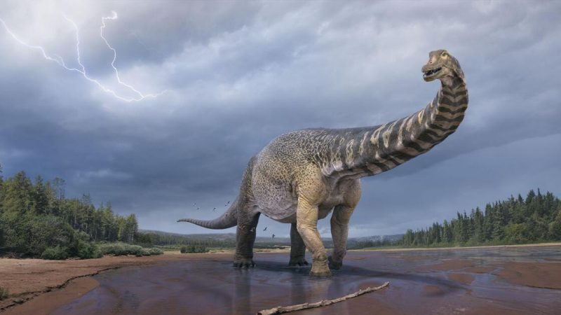 Cretaceous Titan: New species of dinosaur identified in Australia

