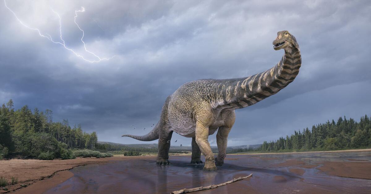 Cretaceous Titan: New species of dinosaur identified in Australia