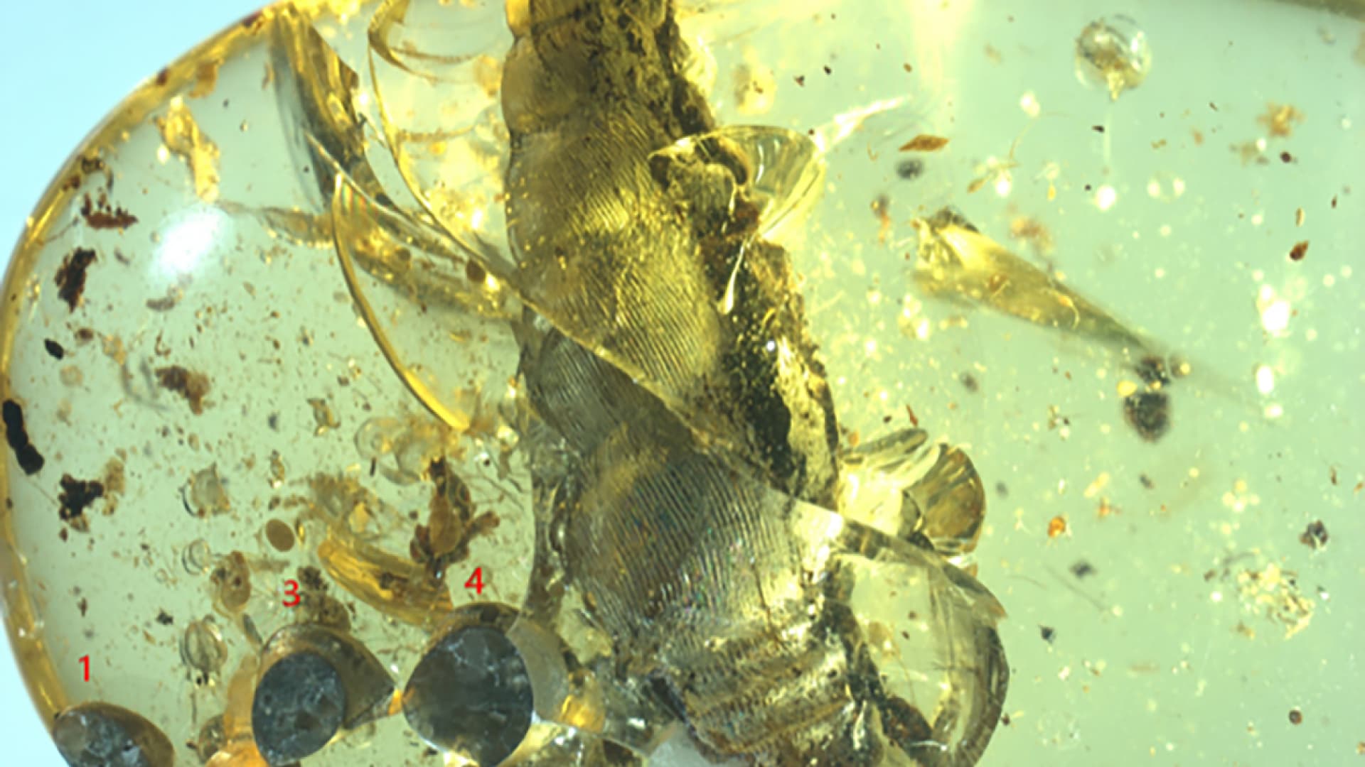 Cretaceous period: mother and infant snails preserved in amber
