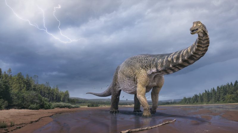 Australotitan coprensis: a new titanium dinosaur from Gondwana

