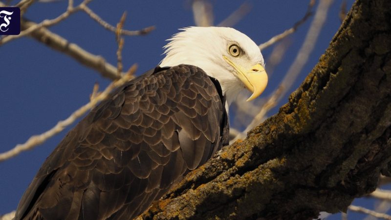 White-tailed eagles in the USA: what poisons the heraldic animal?


