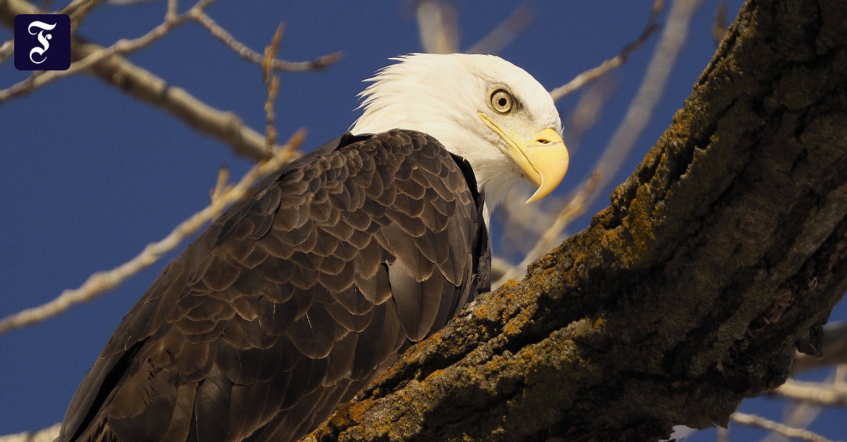 White-tailed eagles in the USA: what poisons the heraldic animal?