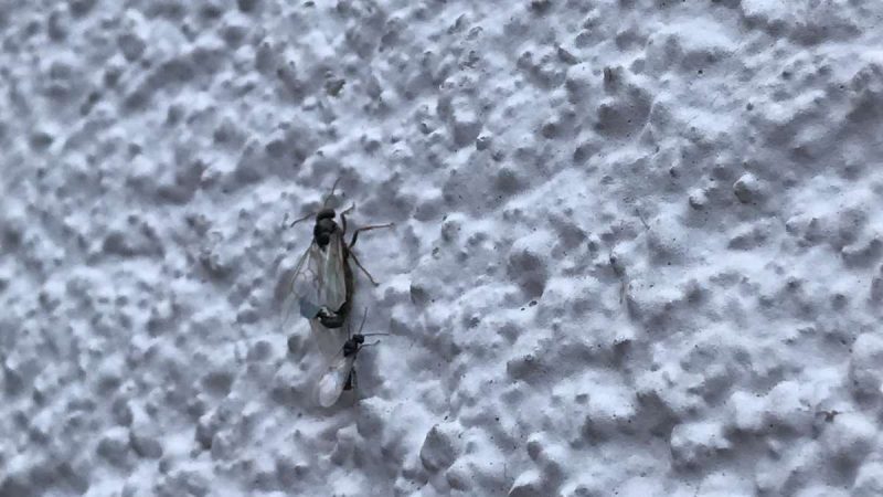 Ant disaster in Heilbronn: pest control speaks volumes

