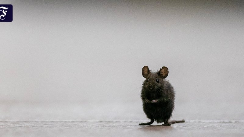 Rat plague threatens crops in eastern Australia

