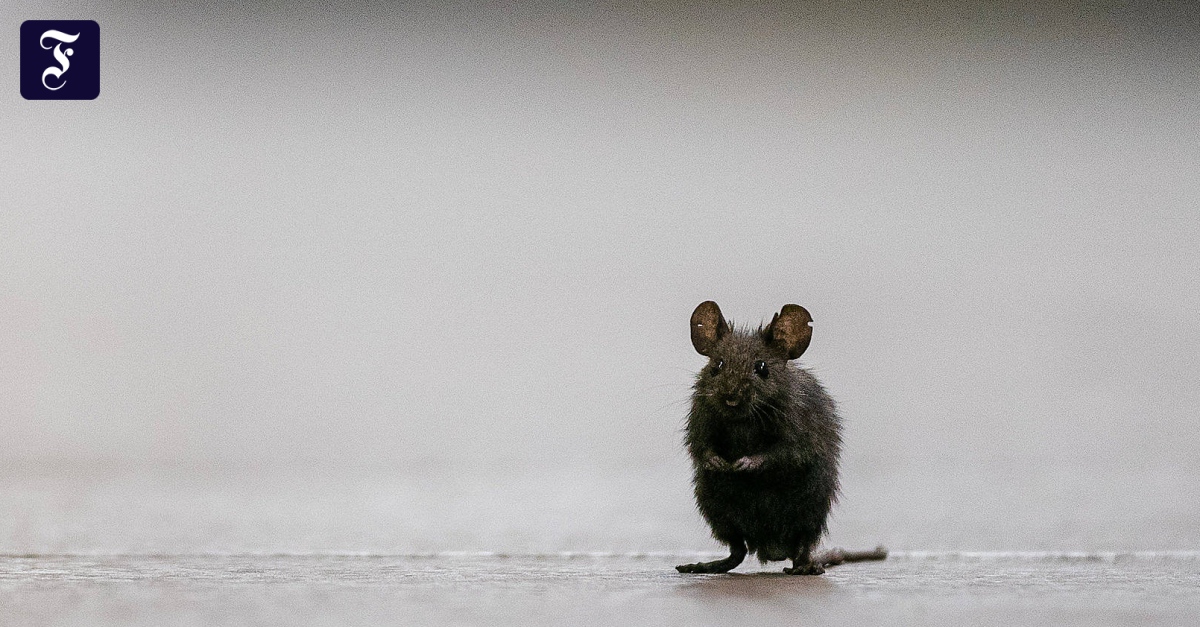 Rat plague threatens crops in eastern Australia