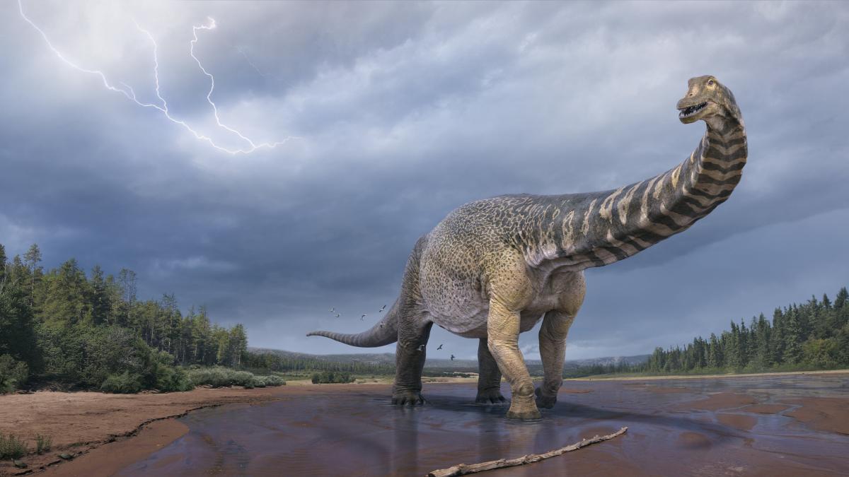 Titanosaurs: Researchers found the largest dinosaur in Australia