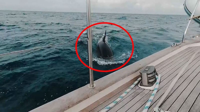   Fear of life in a dramatic video.  The yacht was attacked by a "gang" of thirty killer whales

