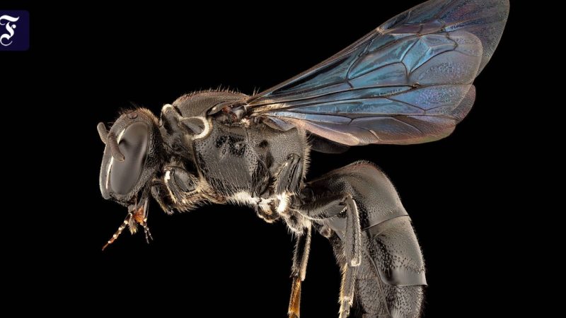 A species of bee that has been missing for 100 years has been discovered in Australia

