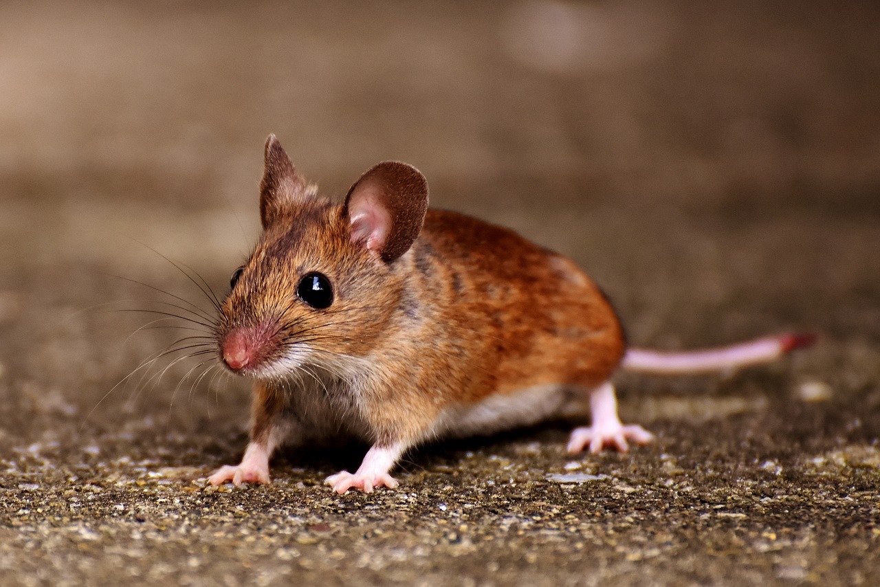 Australia suffers worst rat plague in 10 years – Noticieros Televisa