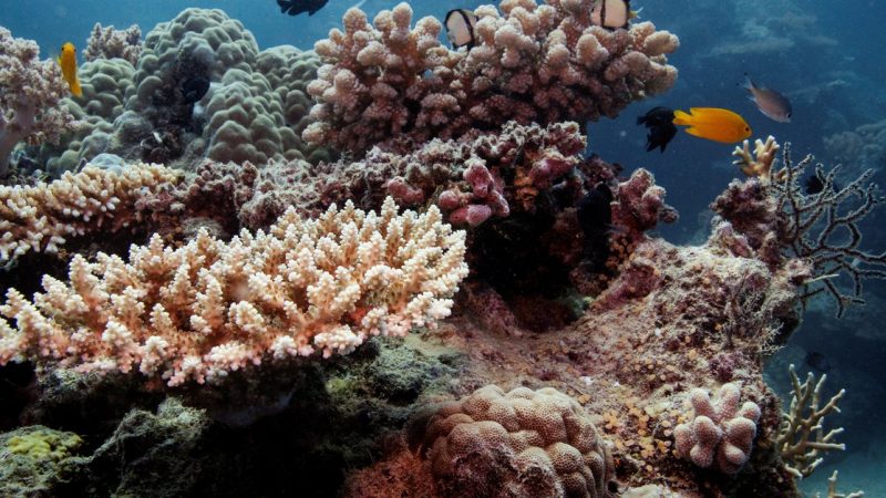 Australia will oppose UNESCO's plan to declare the Great Barrier Reef in danger despite its critical situation due to climate change

