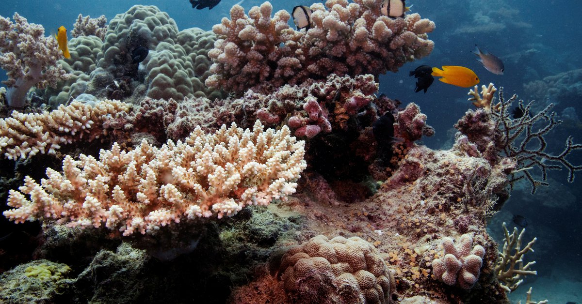 Australia will oppose UNESCO’s plan to declare the Great Barrier Reef in danger despite its critical situation due to climate change