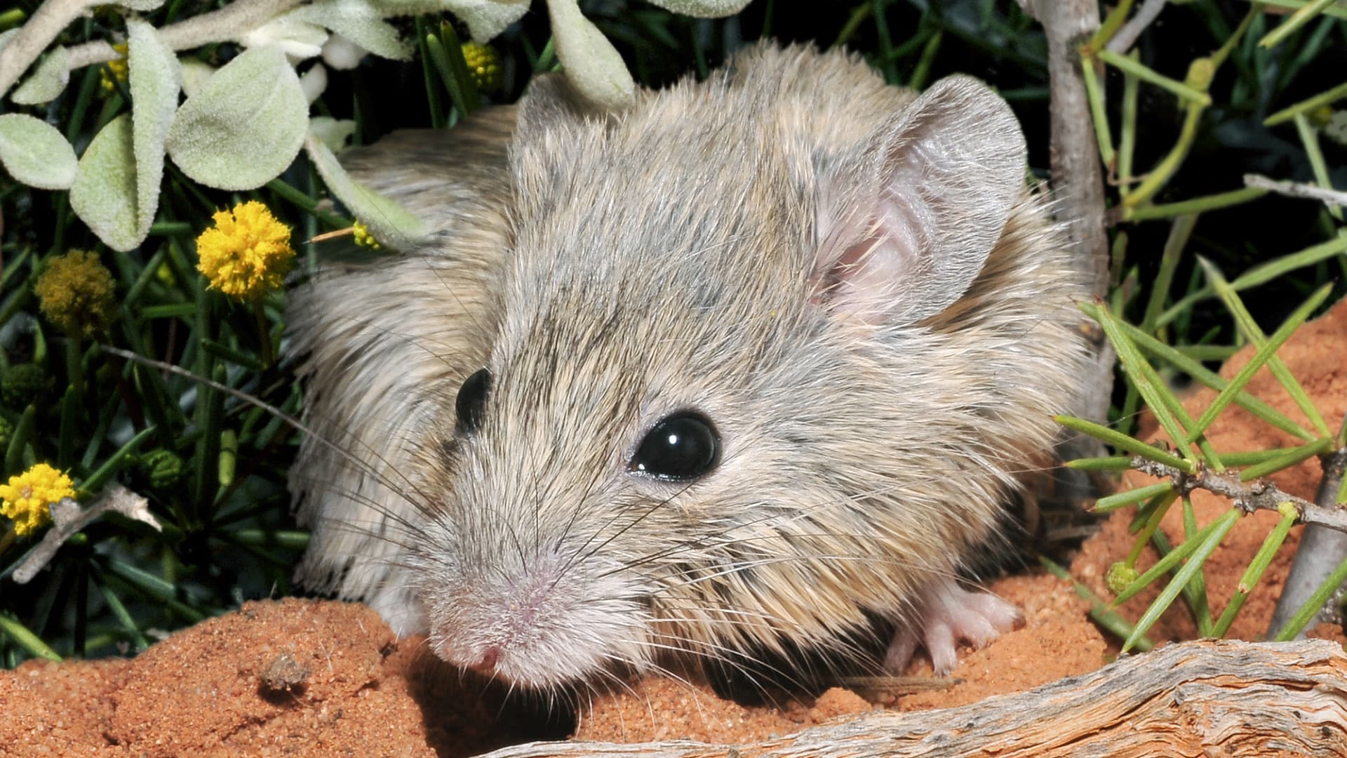 Biodiversity: the extinct mouse is still alive