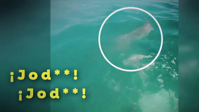 Shocking moment when a swimming surfer escapes from a shark on the beach

