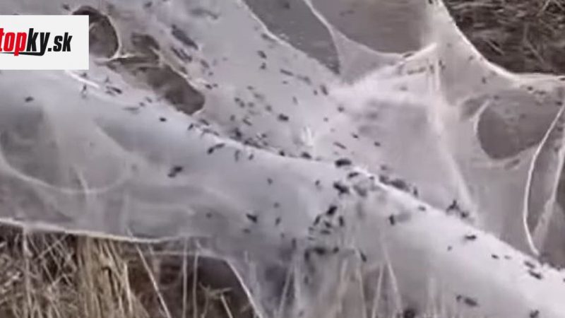   Spelling videos after a flood in Australia: Spider's end!  The country was covered in huge nets

