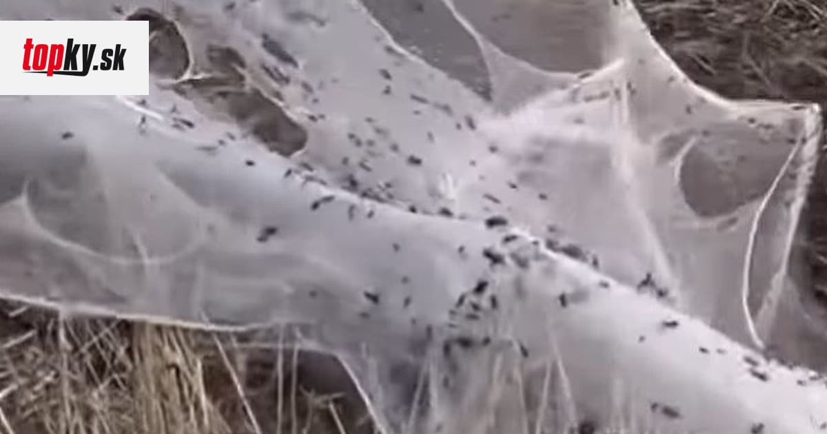 Spelling videos after a flood in Australia: Spider’s end!  The country was covered in huge nets