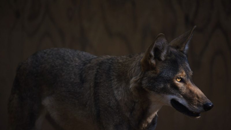 The last wild red wolves in the world

