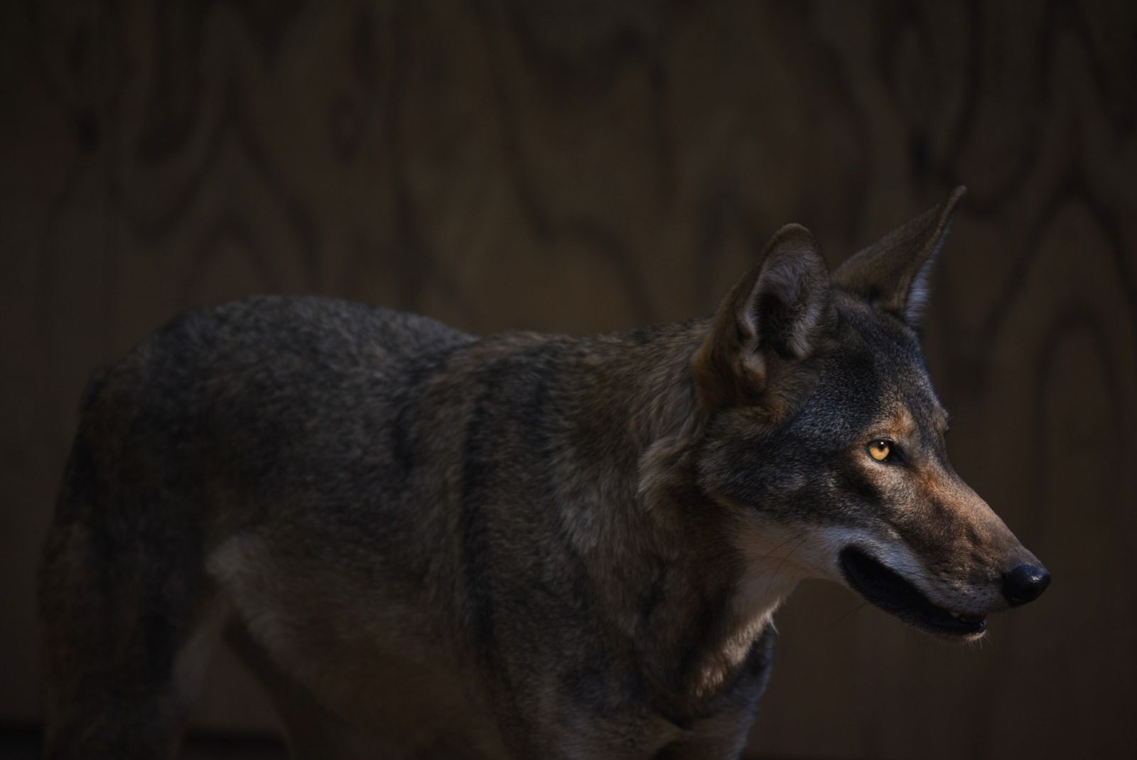 The last wild red wolves in the world