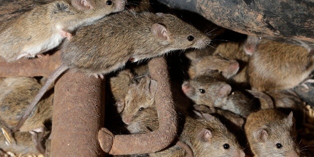 rat plague evacuated from australia prison