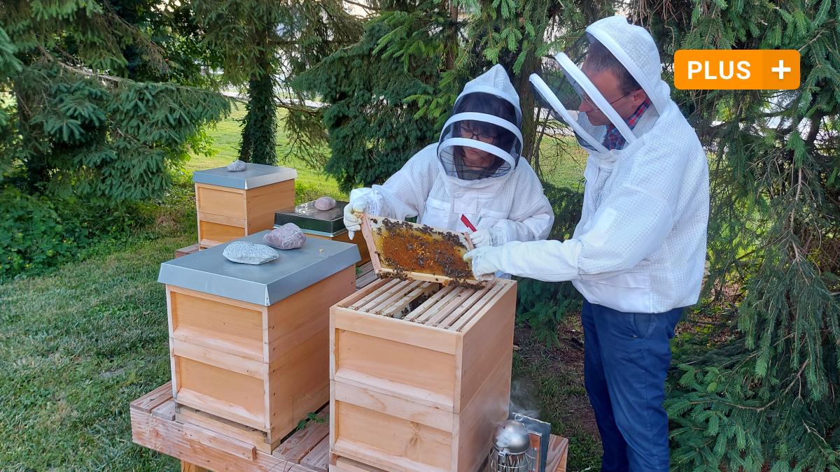 Neuburg-Schrobenhausen: Young beekeepers in the Neuburg region: why beekeeping thrives?