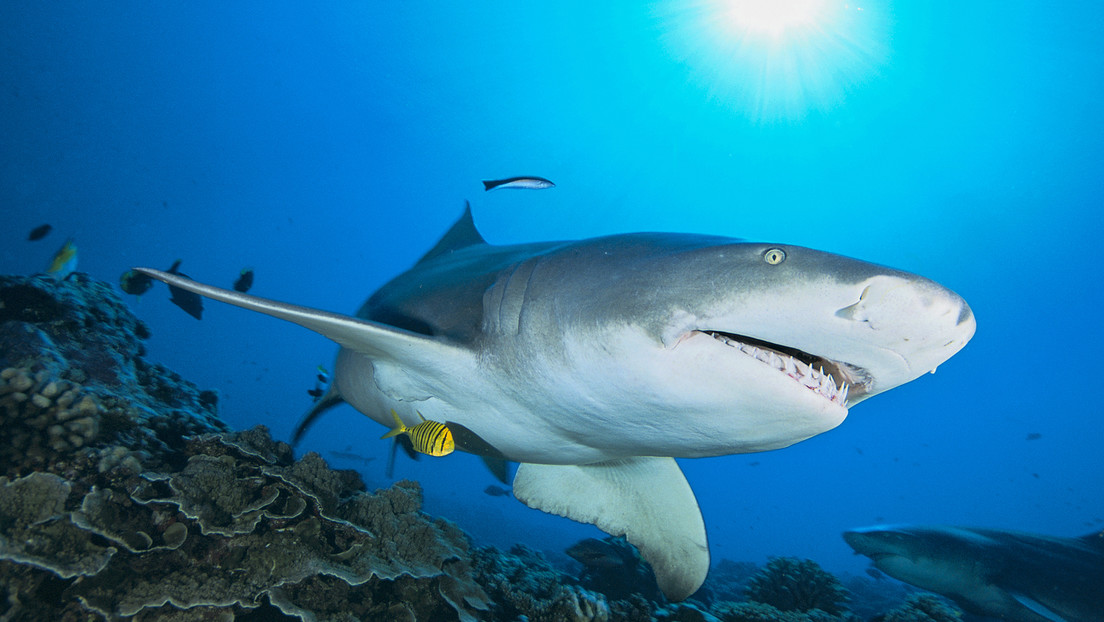 Australia: off "shark attacks هجمات" Become "negative encounters"