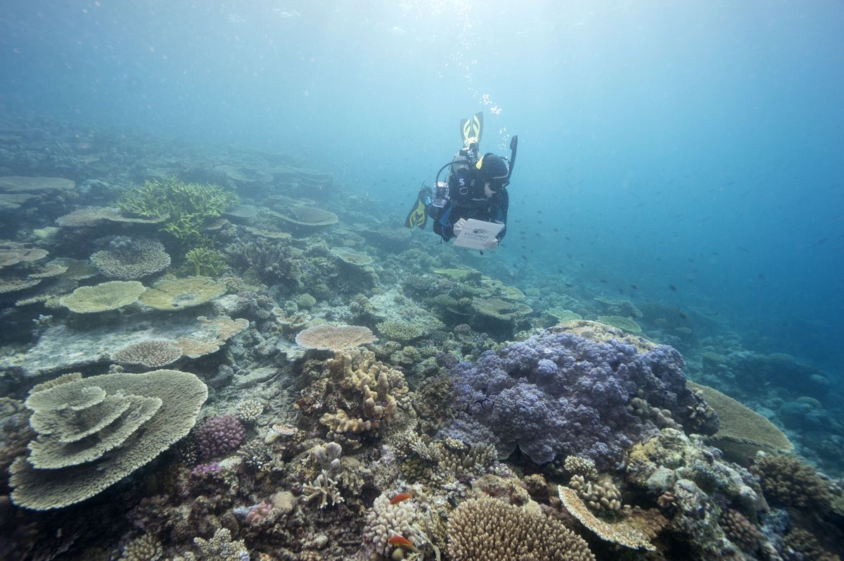 Australia’s Great Barrier Reef is causing a clash within the Spanish government |  Climate and environment