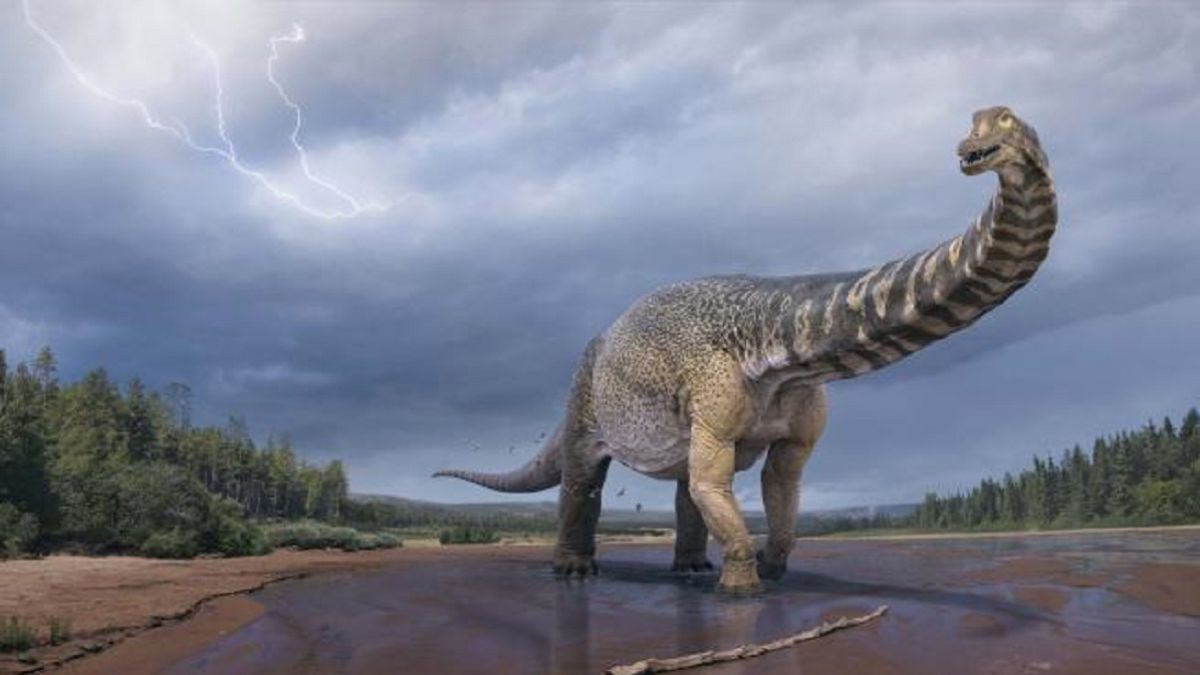 Australotitan, the largest dinosaur in Australia: 25 meters long