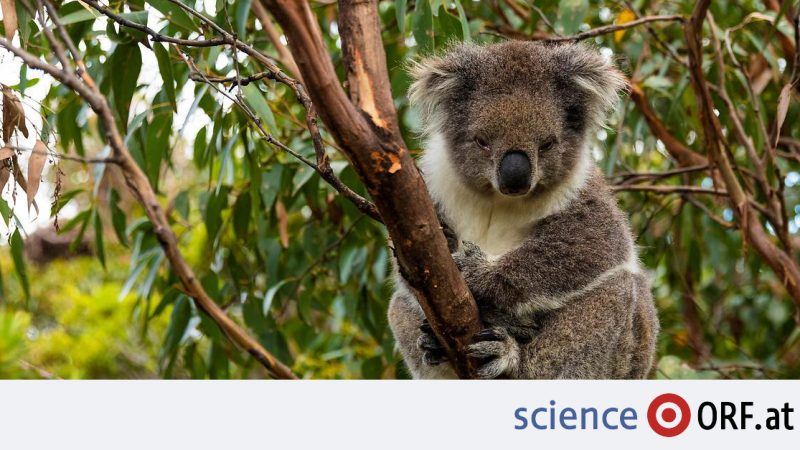 Marsupials: facial recognition for koalas - science.ORF.at

