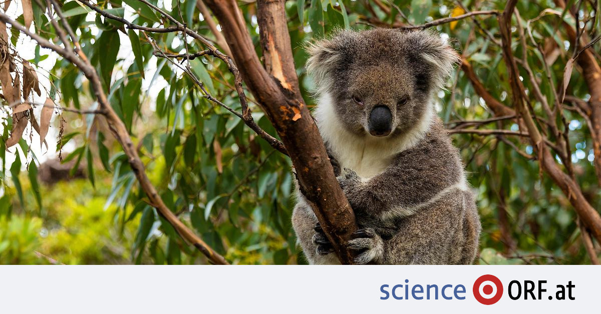 Marsupials: facial recognition for koalas – science.ORF.at