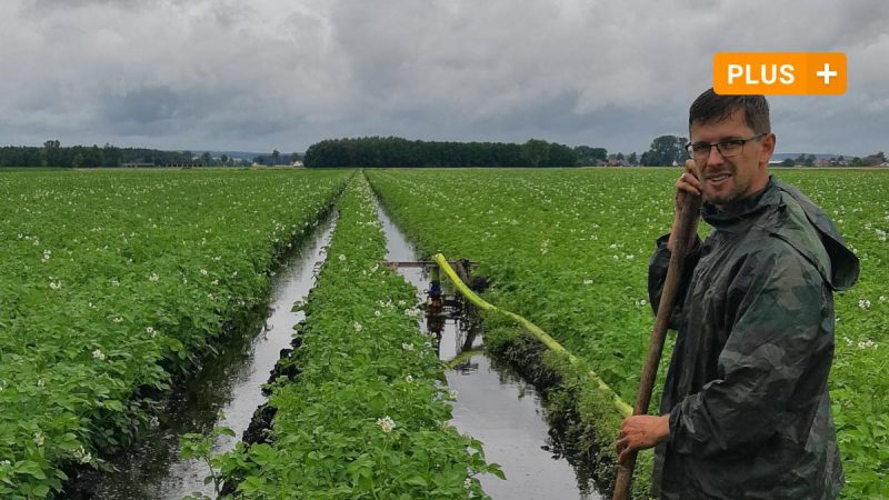 Neuburg: Rain causes problems for potatoes and cherries in the Neuburg region

