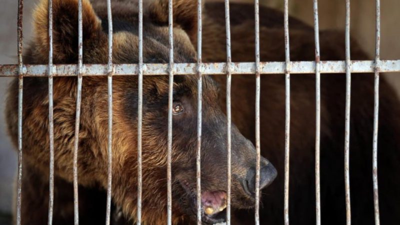 Dos osos vivieron años enjaulados en Líbano, ahora serán liberados en EEUU