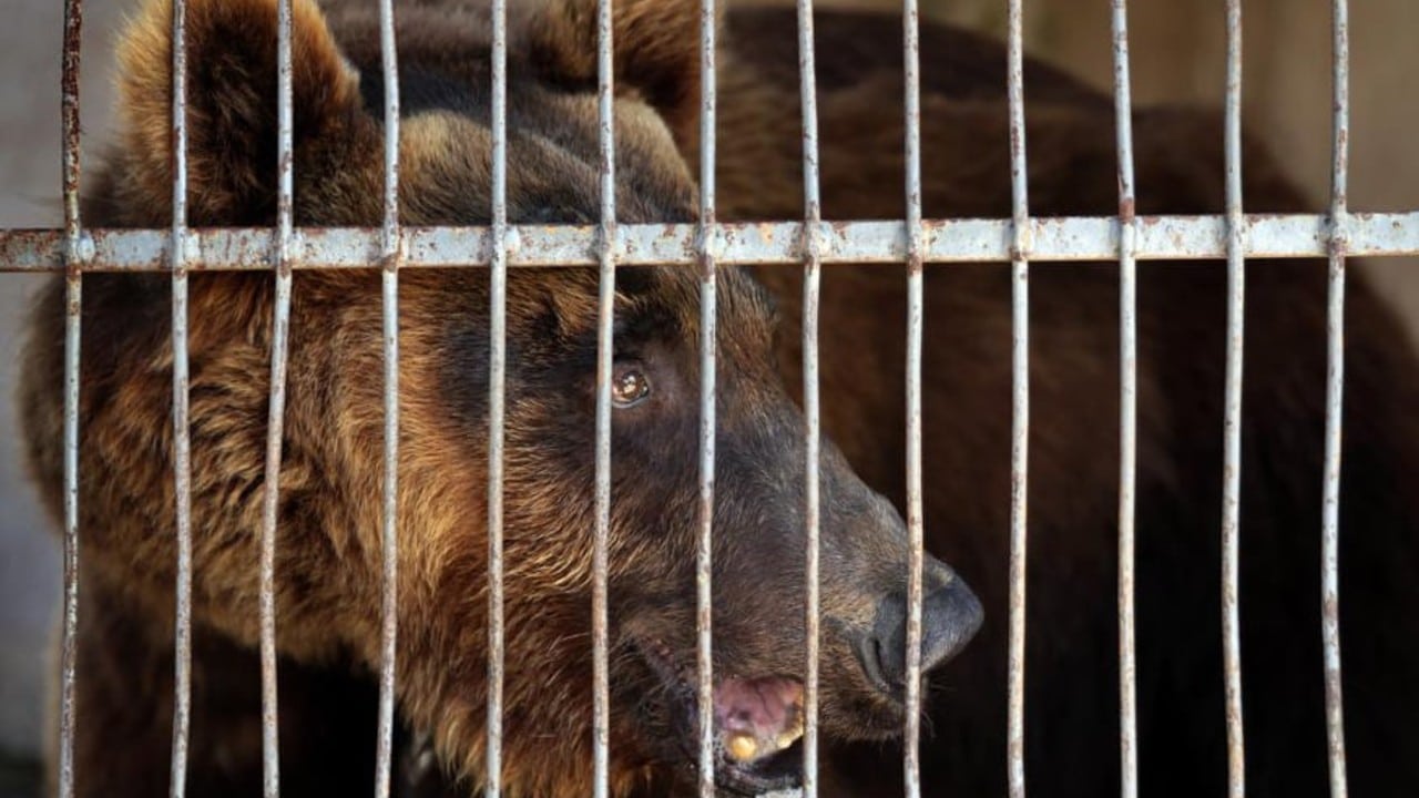 Two bears lived in cages for years in Lebanon, and now they will be released in the United States