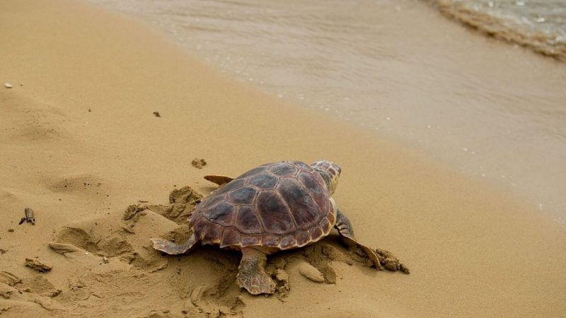   Study: Plastic waste as a trap for baby sea turtles |  Sciences


