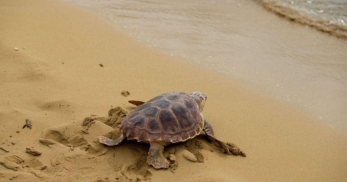 Study: Plastic waste as a trap for baby sea turtles |  Sciences