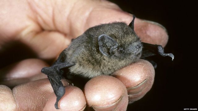 A picture of a bat Nathusius pipistrel
