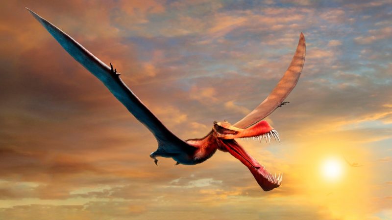 Discover the remains of a flying dinosaur in Australia - Noticieros Televisa

