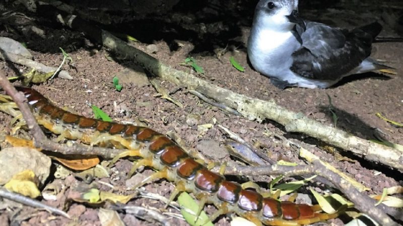 Giant centipedes eat thousands of birds every year in Australia

