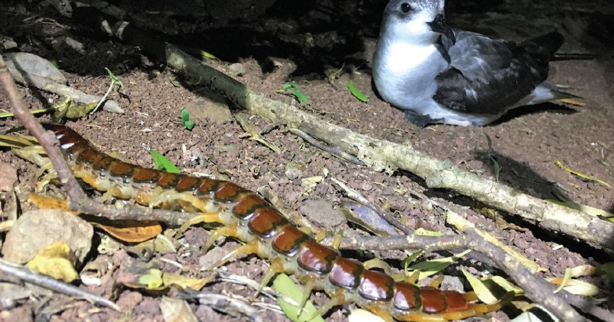 Giant centipedes eat thousands of birds every year in Australia