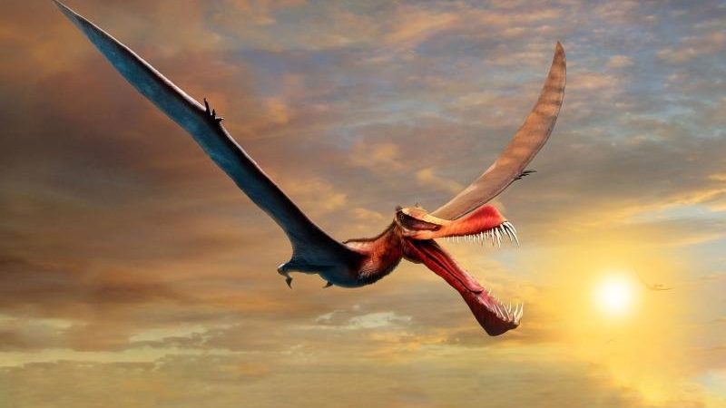   Giant pterosaurs were once inhabited in Australia |  free press

