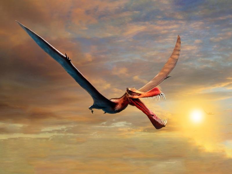Giant pterosaurs were once inhabited in Australia |  free press