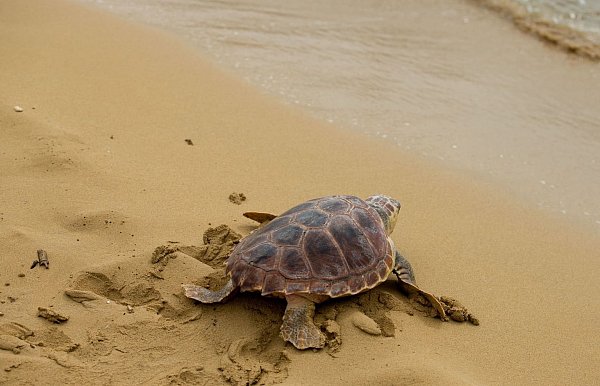 Study: Plastic waste as a trap for baby sea turtles