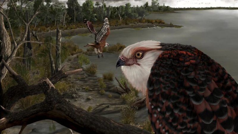 fósiles del águila depredadora australiana