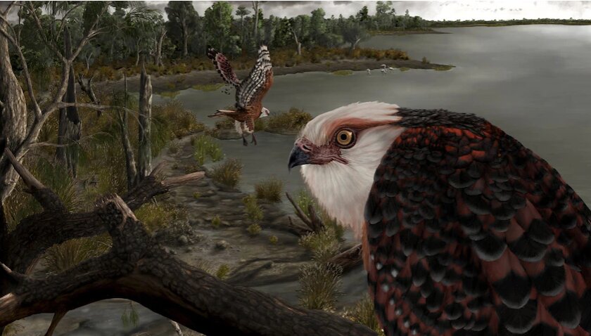 Fossils of an Australian predatory vulture found in Lake Benba