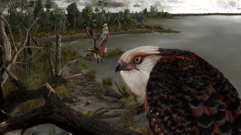 Paleontology: The Eagle Rules Australia - The Science Spectrum

