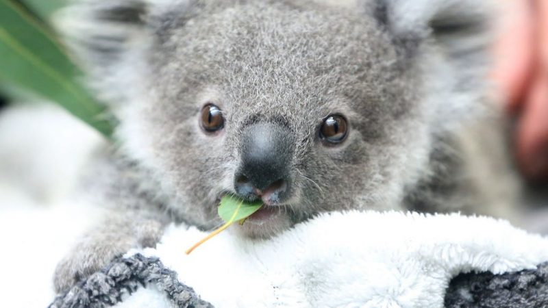 The number of koalas in Australia is declining rapidly


