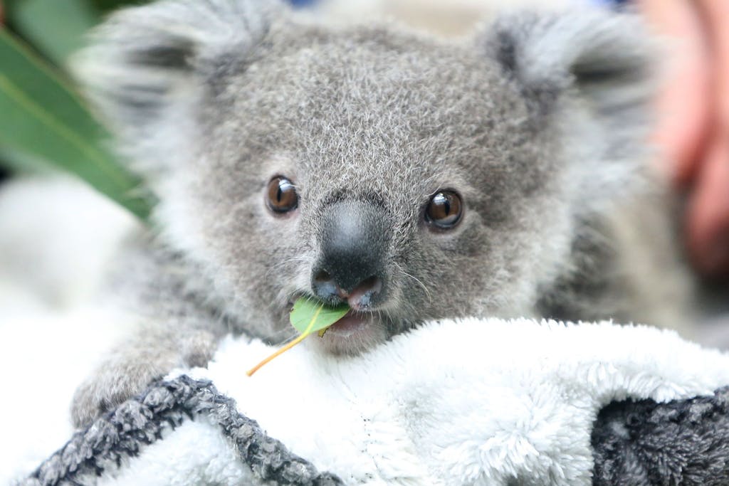 The number of koalas in Australia is declining rapidly